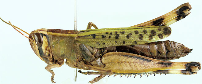 Heteracris speciosa