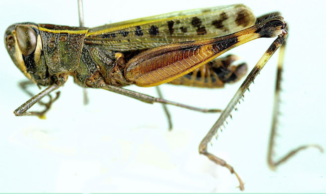 Heteracris acuticercus