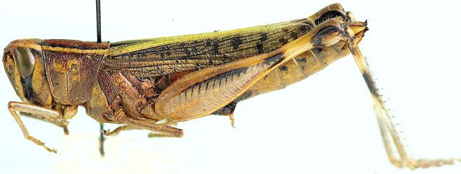 Heteracris acuticercus