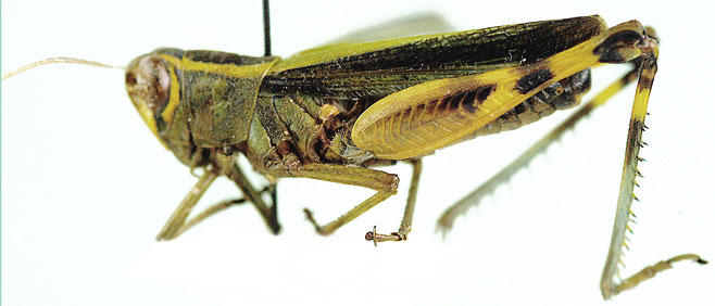 Heteracris zulu