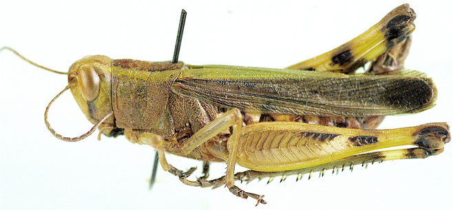 Heteracris zulu