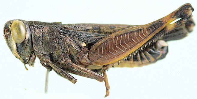 Heteracris attenuata