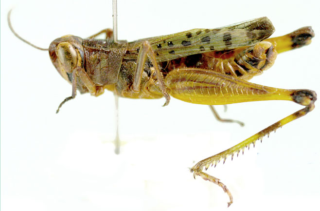 Heteracris attenuata