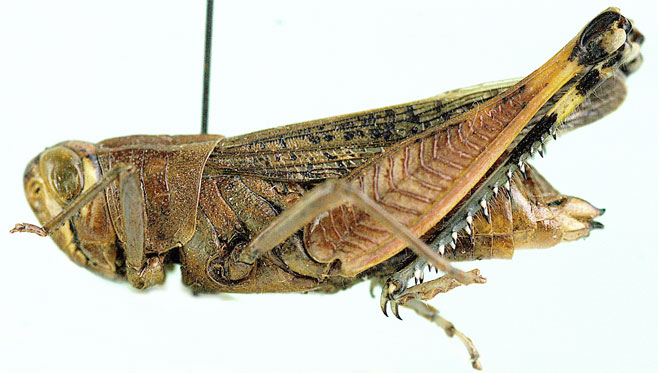 Heteracris attenuata