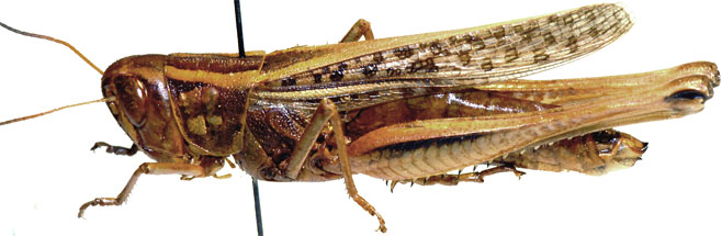 Jucundacris pictipes