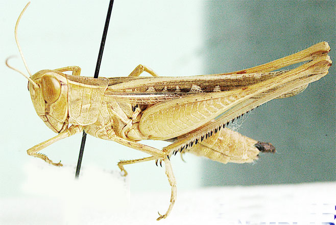 Metaxymecus gracilipes