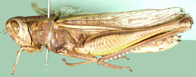 Cataloipus ambiguus