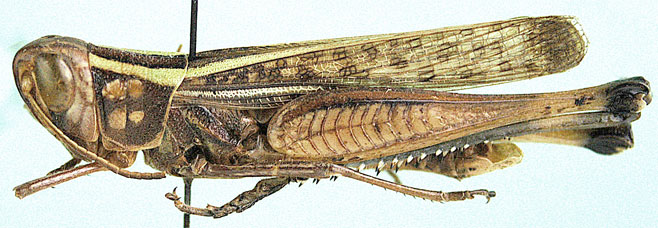 Cataloipus cognatus