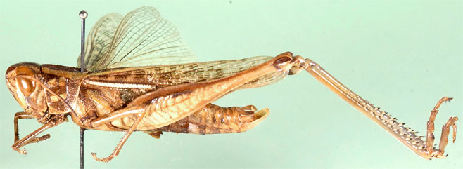 Cataloipus oberthuri
