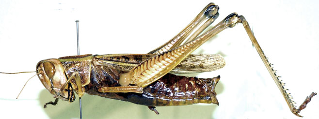 Cataloipus oberthuri