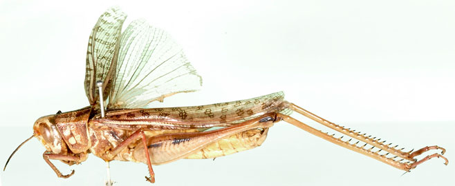 Cataloipus oberthuri