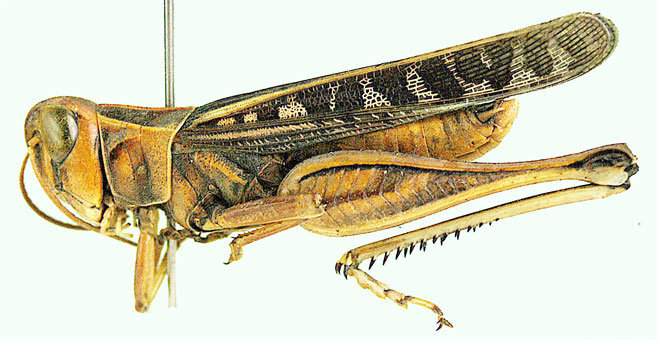 Tylotropidius didymus