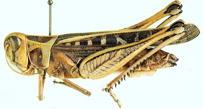Tylotropidius didymus