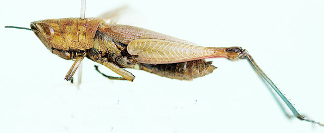 Oxya glabra
