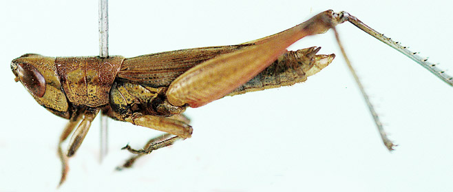 Oxya glabra