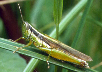 Oxya hyla