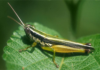 Oxya hyla
