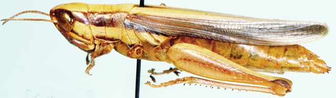 Oxya hyla