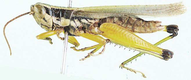 Oxya hyla
