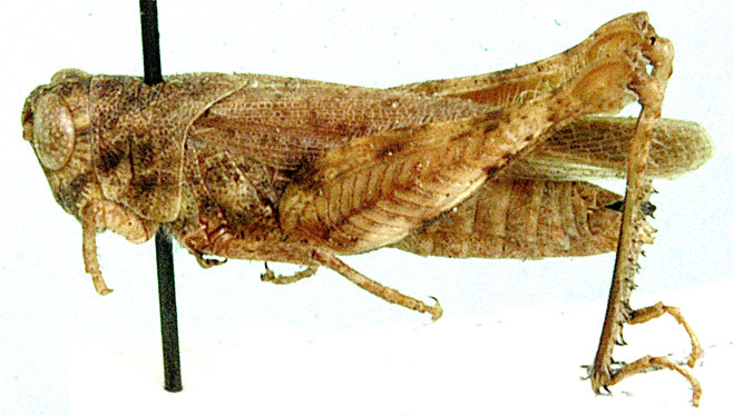 Eucoptacra exigua
