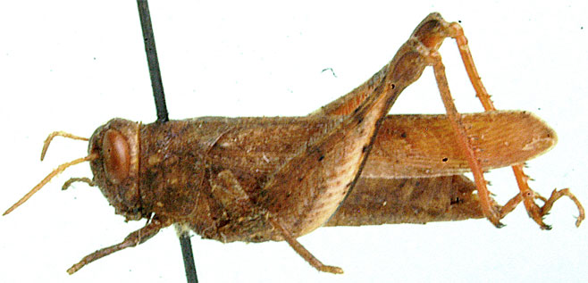 Eucoptacra paupercula