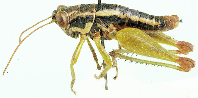 Parepistaurus eburlineatus