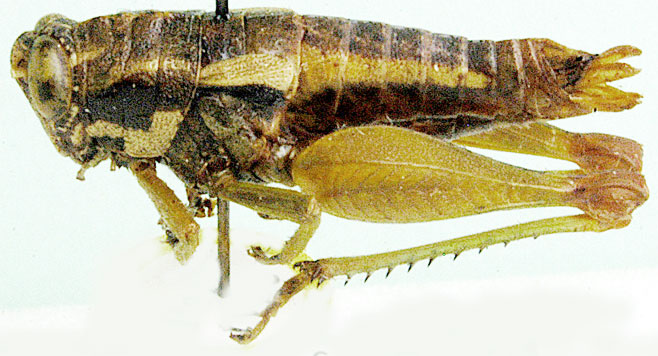 Parepistaurus eburlineatus