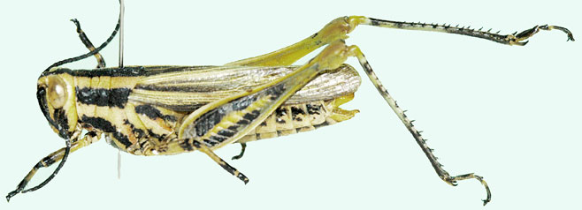 Poecilocerastis striata