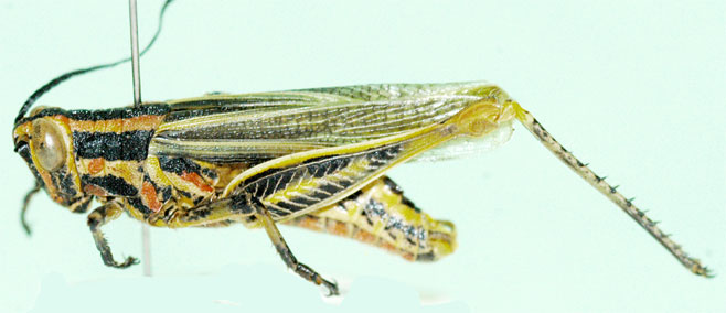 Poecilocerastis striata