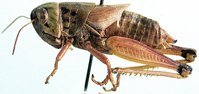 Dirshia abbreviata