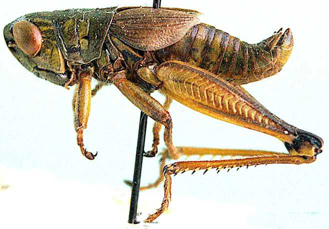Dirshia abbreviata