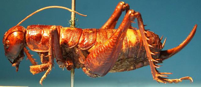 Borborothis opaca