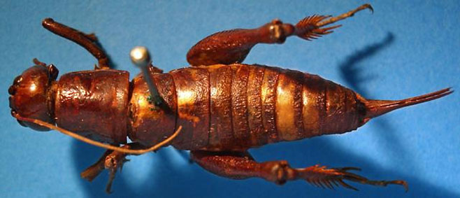 Borborothis opaca