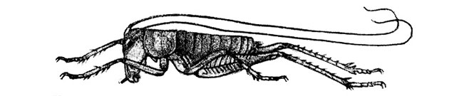 Onosandrus opacus