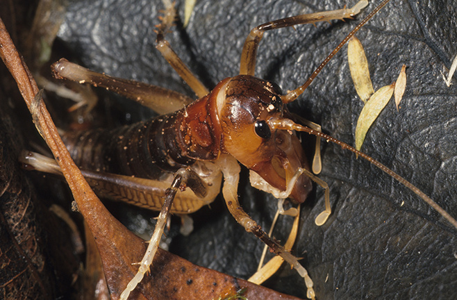 Henicus brevimucronatus in Newlands Forest