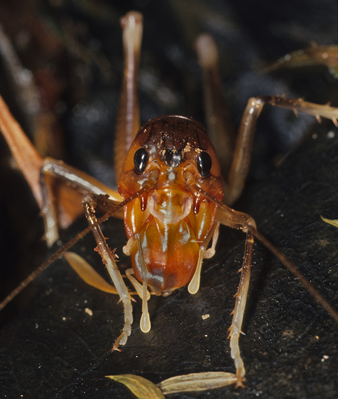 Henicus brevimucronatus in Newlands Forest