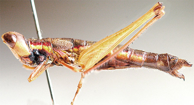 Loboschmidtia milleri