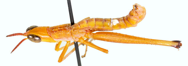 Pseudamatonga carinicrus