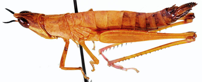 Pseudamatonga carinicrus