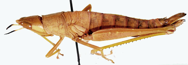 Pseudamatonga elongata