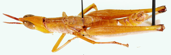 Pseudamatonga elongata