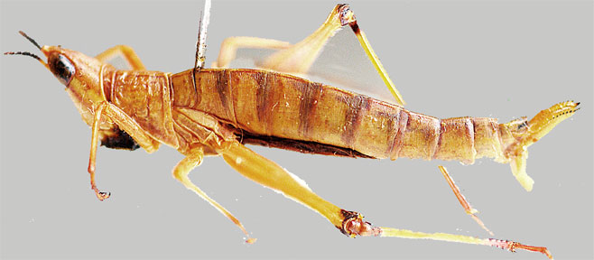 Pseudamatonga strigilifer