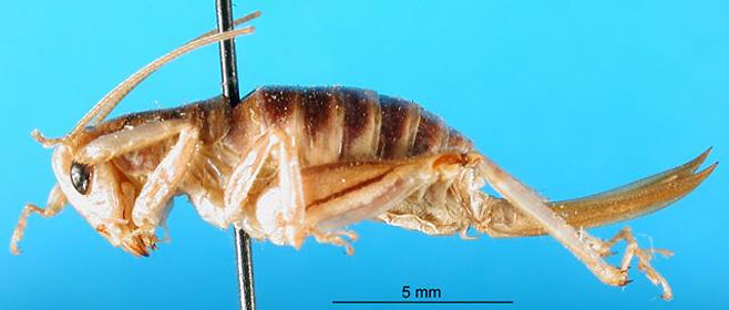 Ametroides namaqua