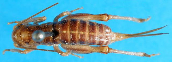 Ametroides namaqua