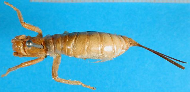 Glomeremus sphinx