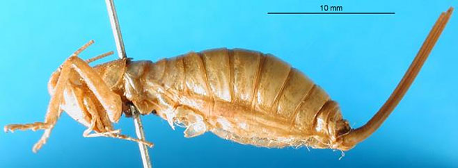 Glomeremus sphinx