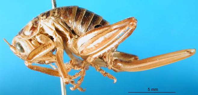 Glomeremus glomerinus 