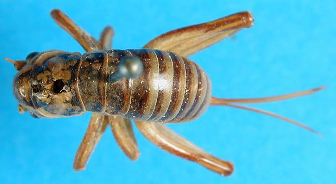 Glomeremus glomerinus 