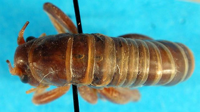 Glomeremus glomerinus 