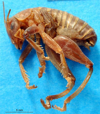 Glomeremus glomerinus 